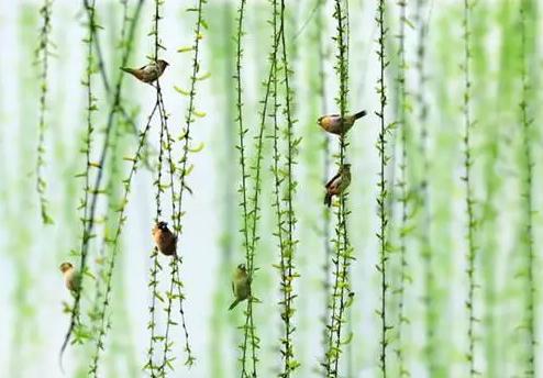 二十四节气春分歌曲,二十四节气春分手抄报