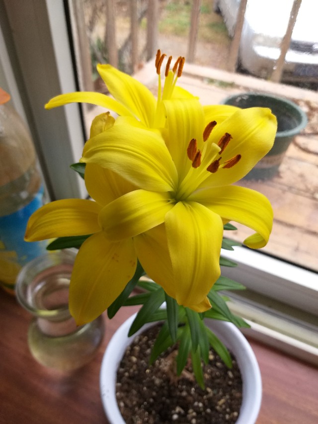 种植香水百合用什么材质的盆好,室内盆栽香水百合花怎么养