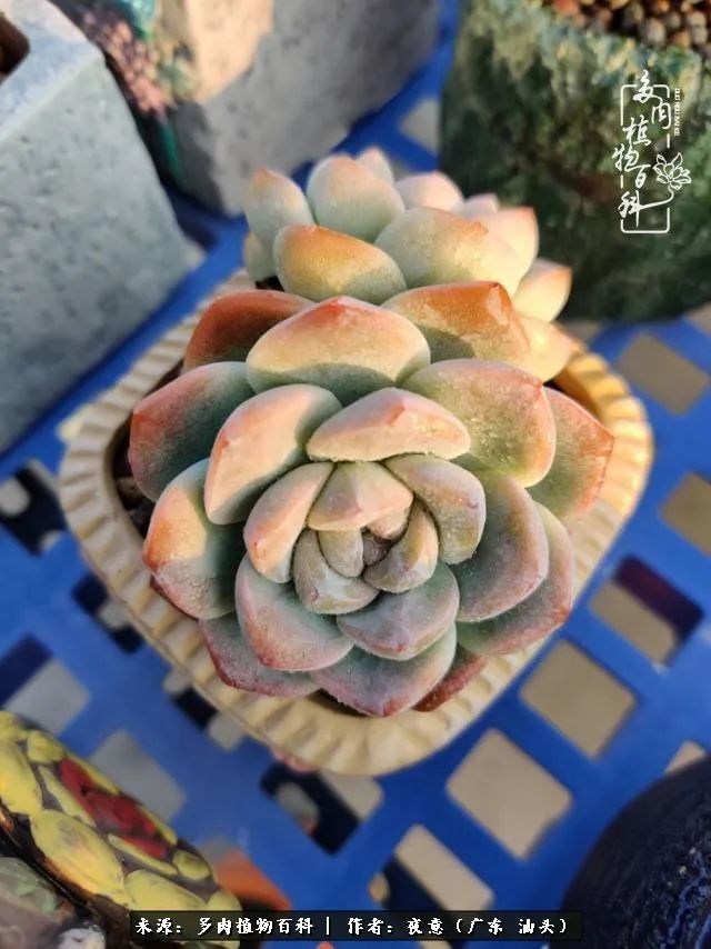 广东春天多肉图片大全,这个季节的多肉状态是最美的