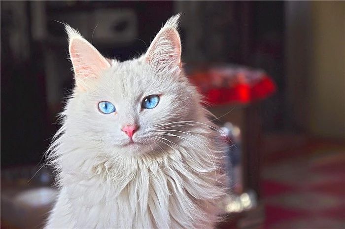 临清狮子猫和长毛狸花猫,临清狮子猫配狸花猫