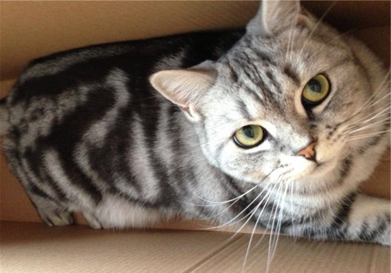 猫咪双眼皮手术真的有用吗,猫咪眼睑内翻的症状与治疗方法图