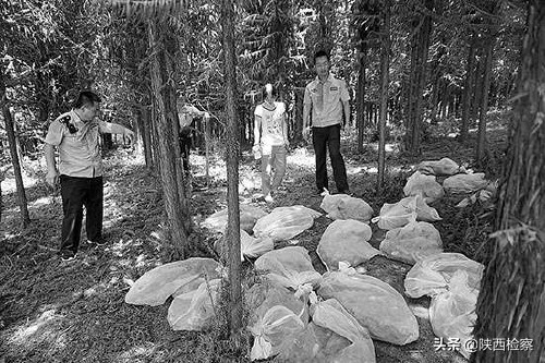 长达600斤的野猪,500斤野猪被蜥蜴掏空还跑了