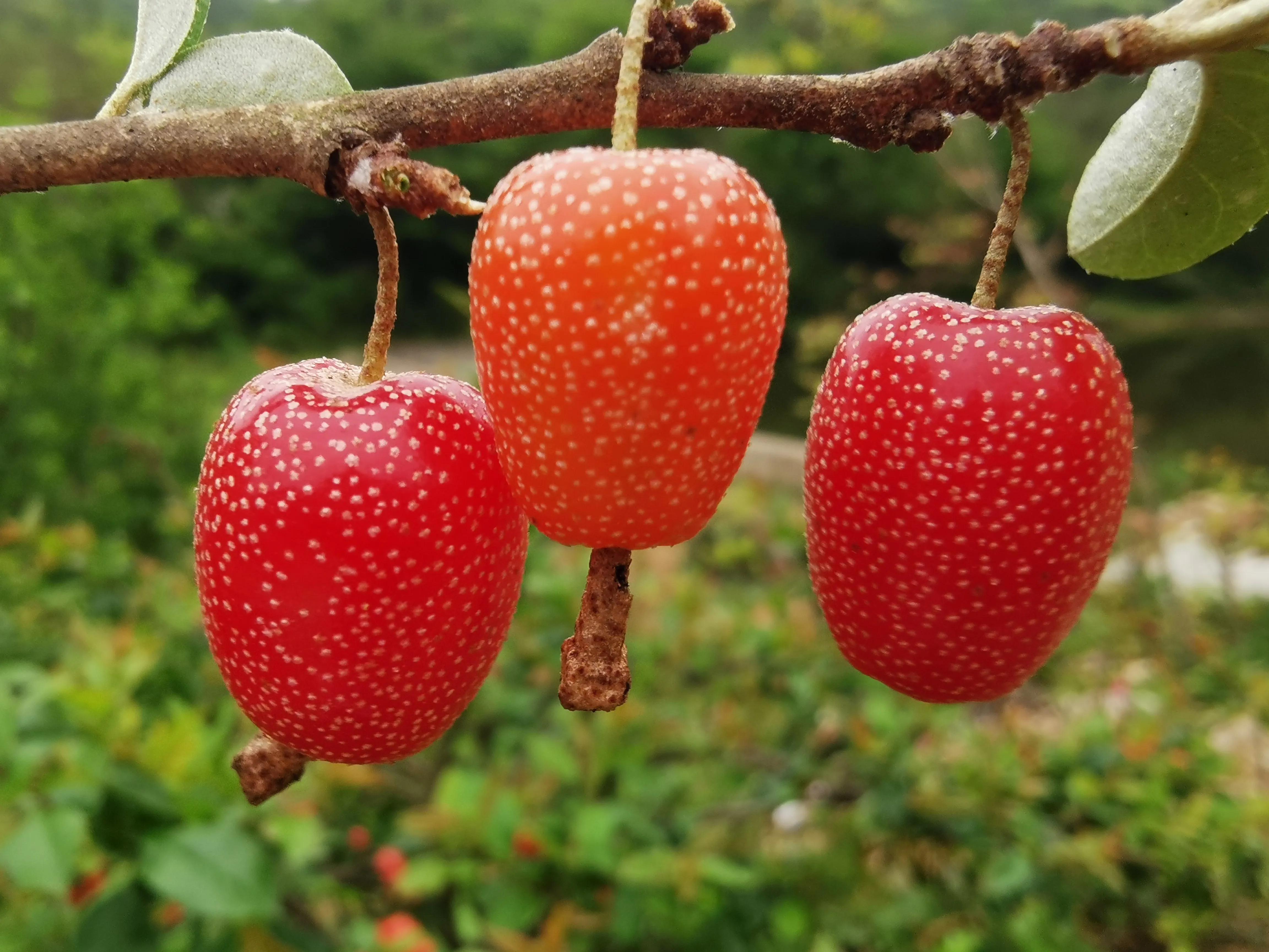 干货分享：乡村振兴中最赚钱的20个农村创新项目，成本低、见效快