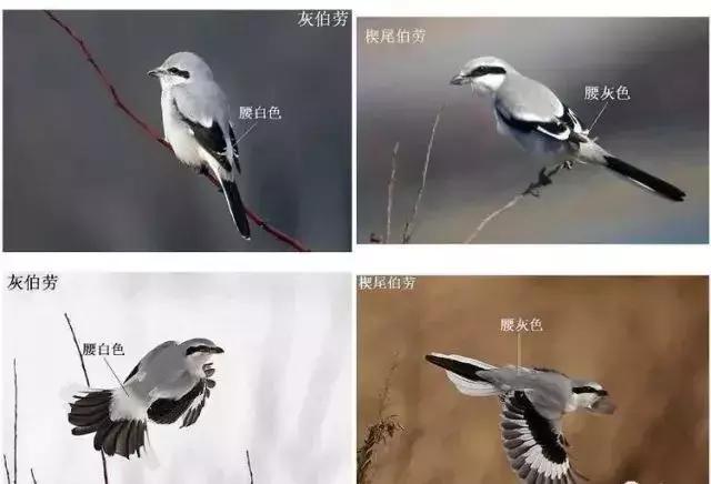 伯劳鸟饲养,没睁眼的伯劳怎样饲养