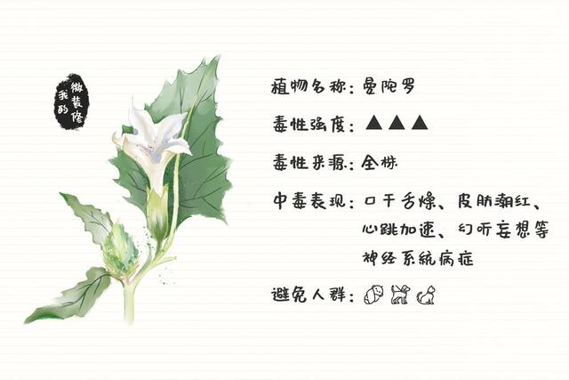 绿萝有毒长寿花有毒吗,绿萝有毒吗什么花有毒