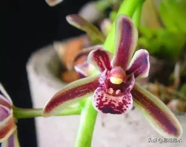 硬叶兰与纹瓣兰哪个贵,兰花老品种出艺莲瓣兰