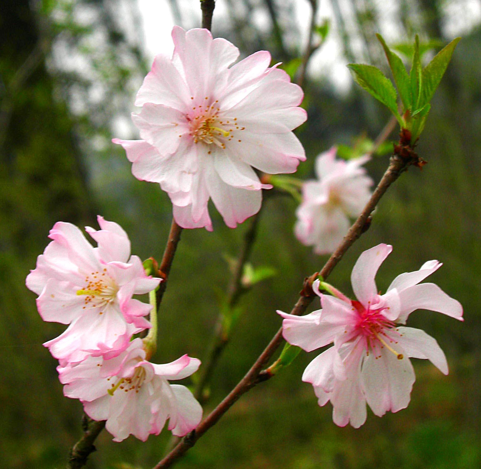 一年一度的樱花大赏,一年一度赏樱花季节又到了