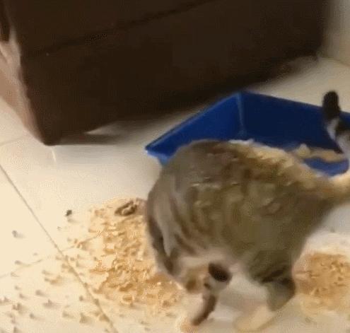 拉屎这么臭，姿势还这么骚，这些猫还真是猫界艾丽