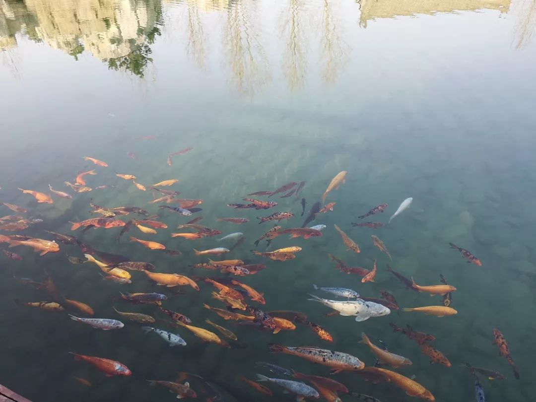 还犹豫啥？楼观处处好*光春**，吃住游玩全搞定！