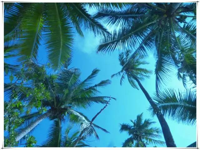 海南东郊椰林旅游攻略,海南东郊椰林在什么地方