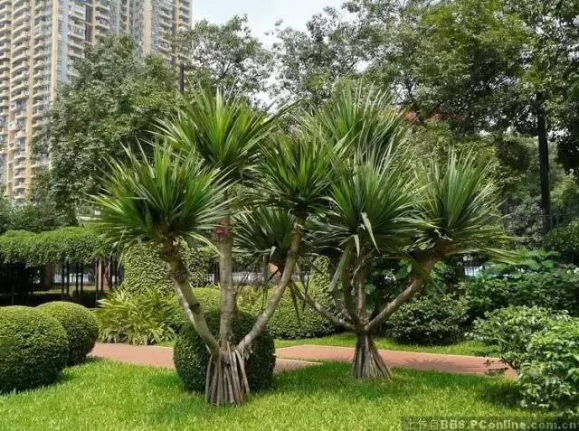 海南常见植物图解视频,海南的树木都有哪些名称