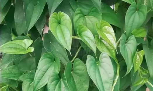 椰汁西米龟苓膏的正宗做法,龟苓膏芋圆西米露糖水制作方法