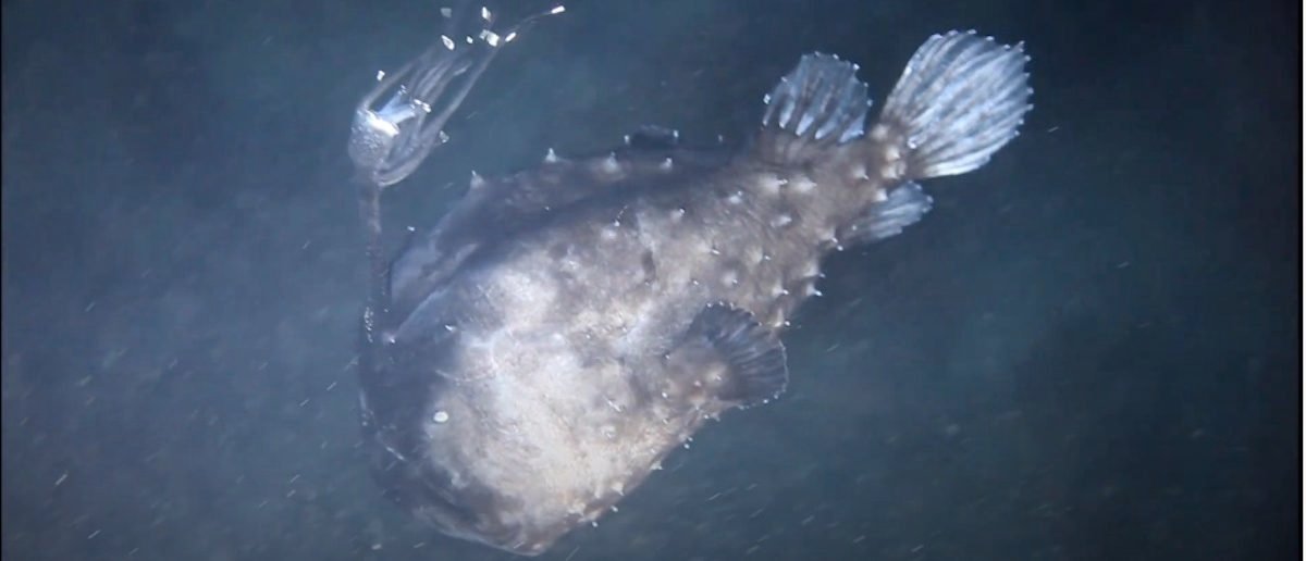 鍔犲窞娴锋哗鍐嶇幇鎬奔,鍔犲窞娴锋哗缃曡涓戦奔