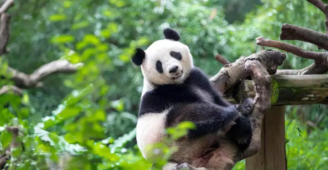 带小婴儿长隆动物园游玩攻略,亲子游玩广州熊猫酒店长隆攻略