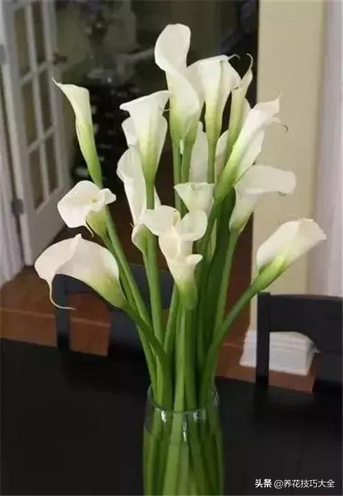 马蹄莲叶子发黄是什么原因,马蹄莲叶子发黄咋办