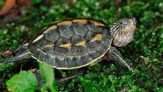 中华花龟饲养吃什么,花龟苗怎么饲养存活率高