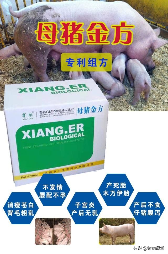 母猪发情异常的原因及解决措施