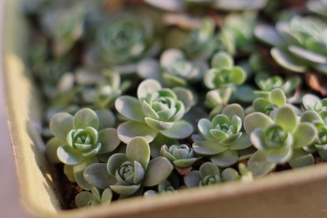 肉肉名字五行属什么,肉肉这个名字招财吗