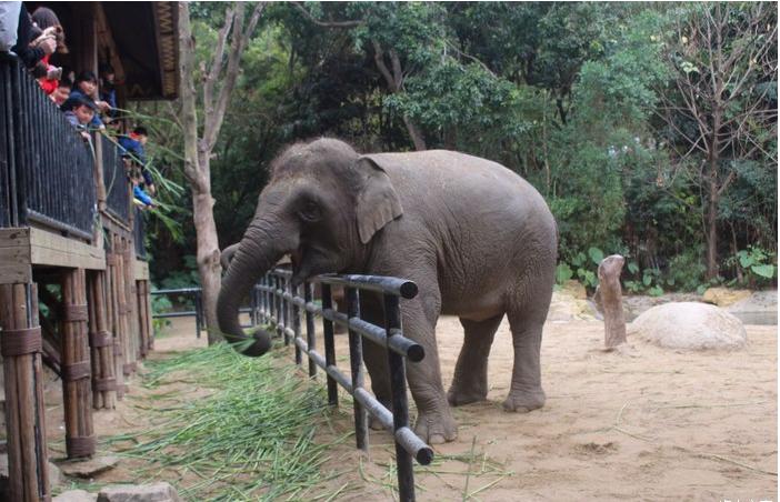 团队自驾游南澳岛旅游攻略,自驾广州长隆3天2夜亲子游攻略