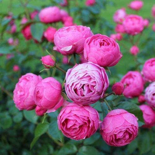 藤本月季地被月季,持续开花性好的爬藤月季