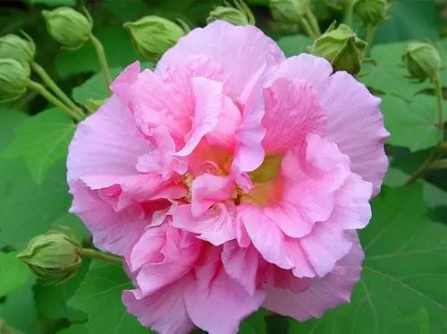 1到100朵红玫瑰花的寓意和花语,助人为乐善良可爱是哪种花的花语