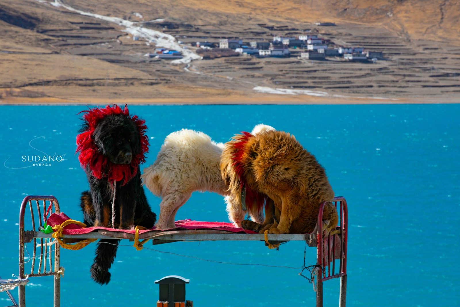 世界上最凶猛的三大猛犬,世界上最凶猛又忠诚的犬