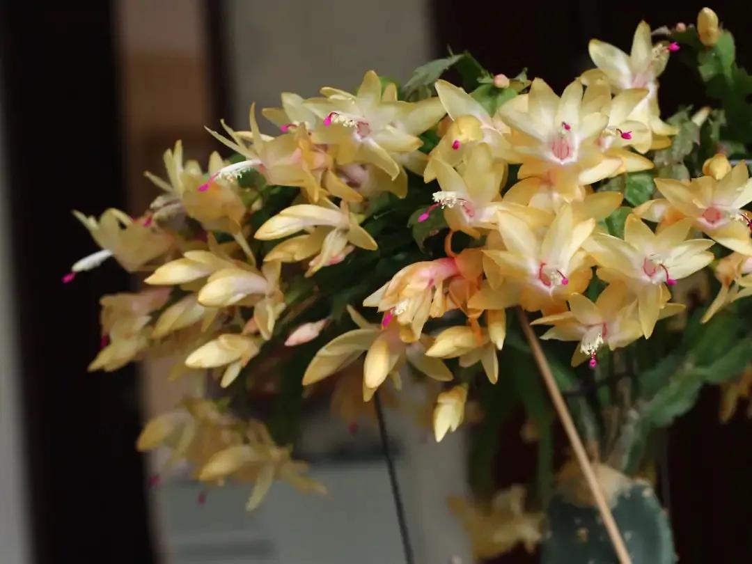 蟹爪兰一盆3个颜色,蟹爪兰100品种图片