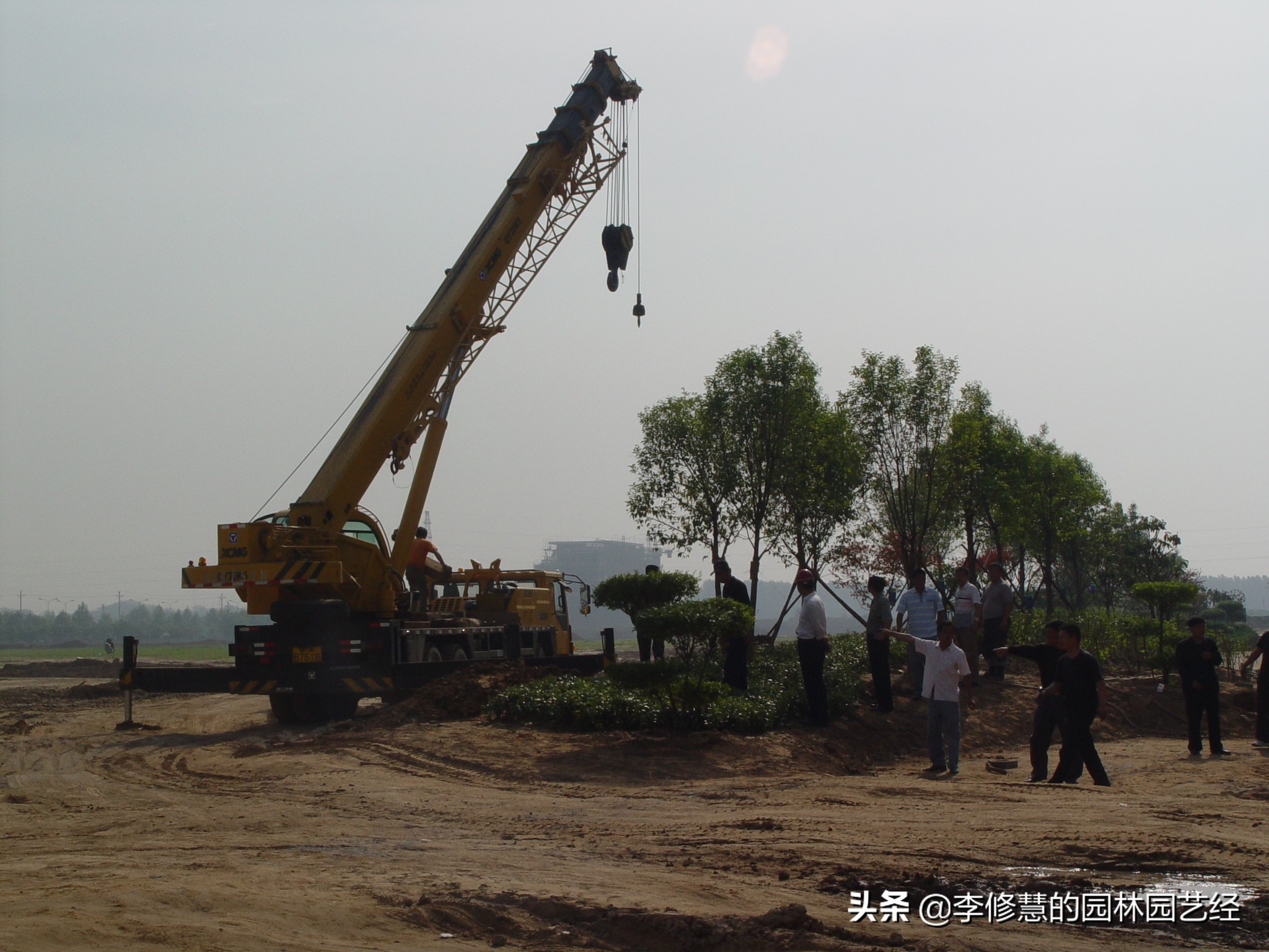 如何培育香樟树苗,如何种好香樟树