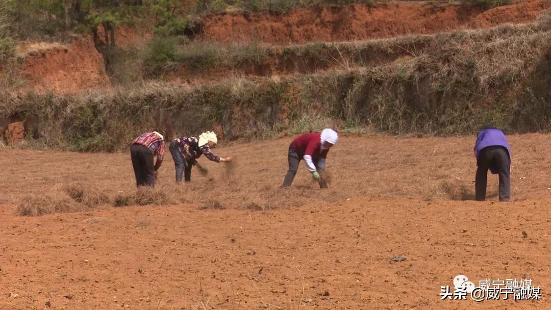 秀水镇：产业兴旺春潮涌