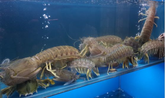 皮皮虾为什么无法养殖,皮皮虾为什么没有养殖的