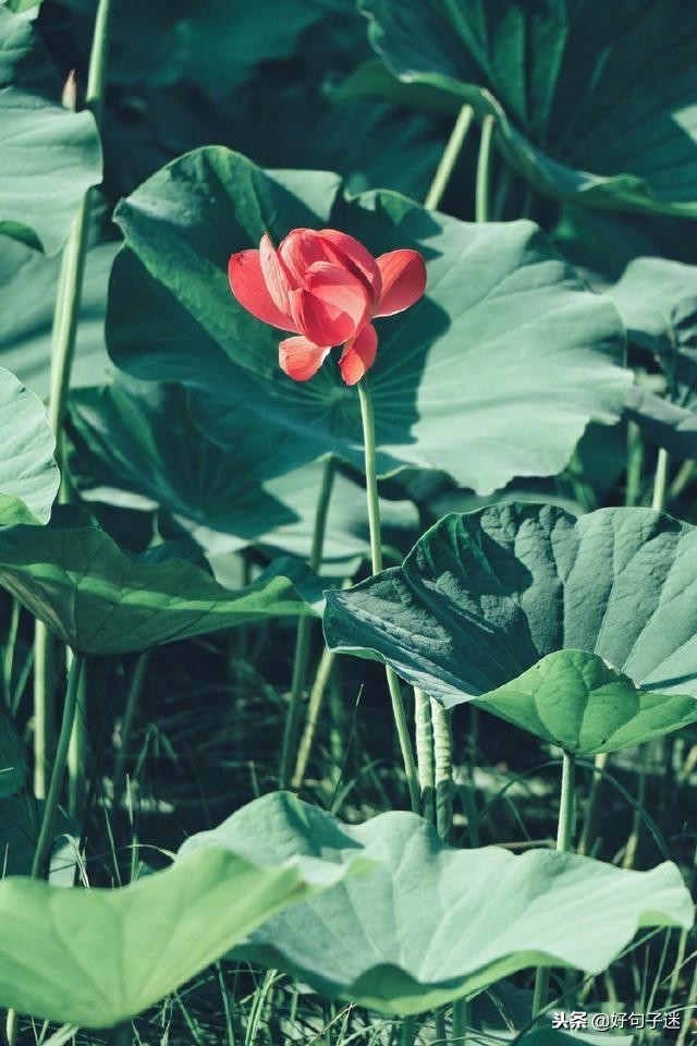 佛说爱情经典句子佛语禅心,佛家关于放下爱情的句子