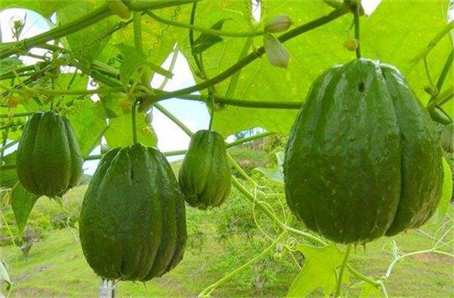 北方种植佛手瓜冬天移栽室内过冬,佛手瓜的冬季保存方法和怎样种植