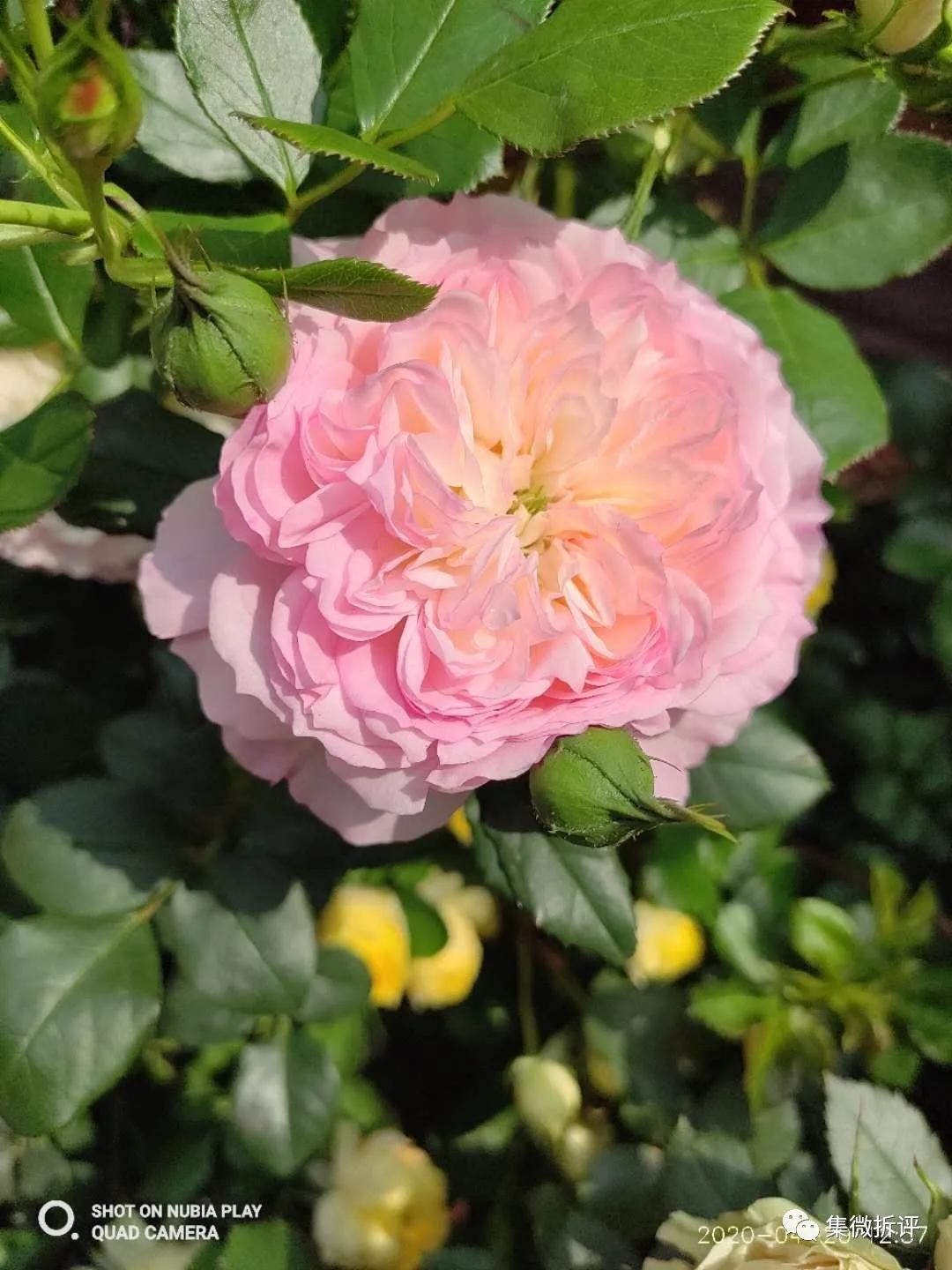 努比亚play和红米note10pro哪个好,努比亚play详细细节测评