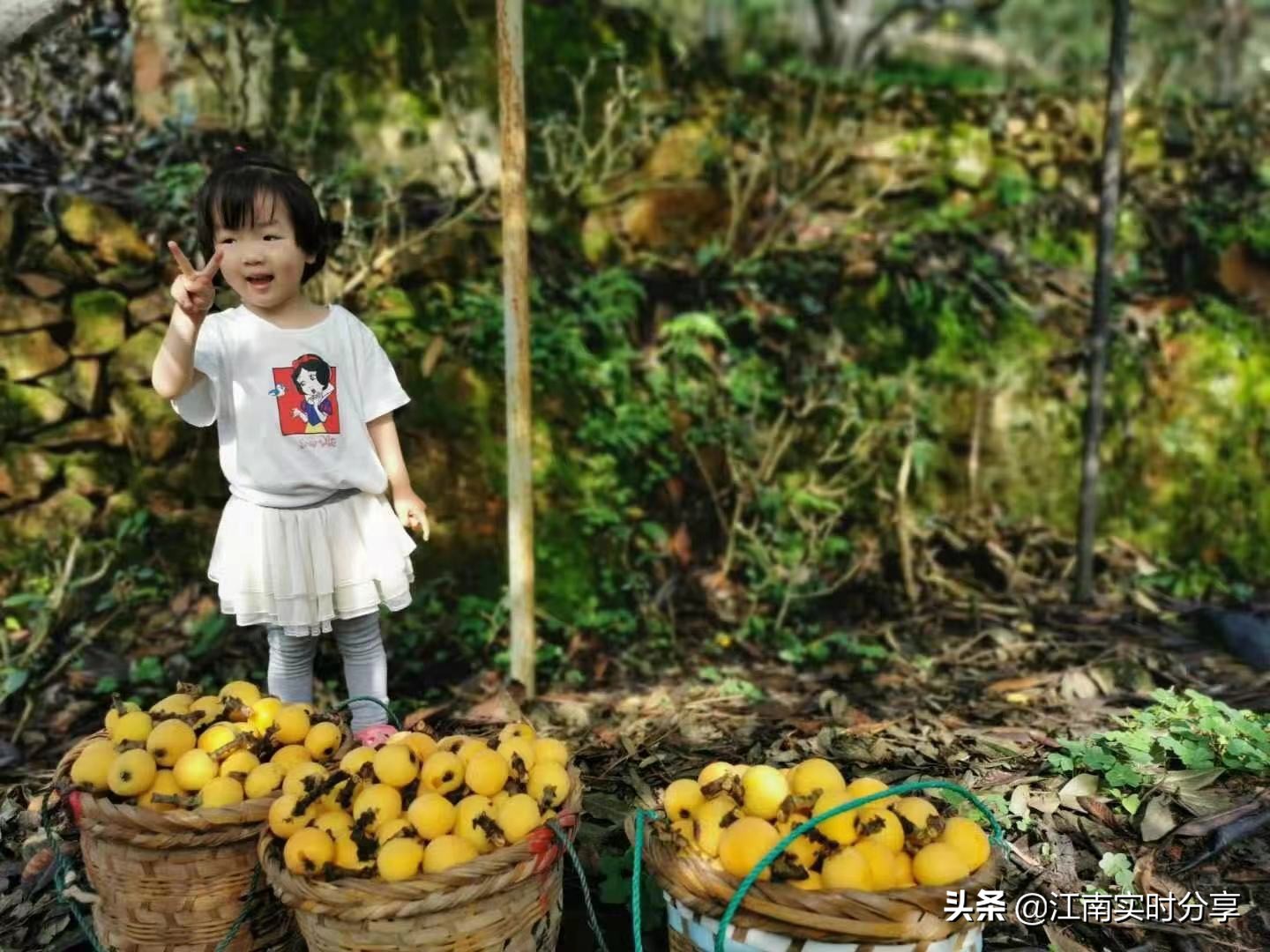 苏州摘枇杷季节,苏州东山采枇杷之旅