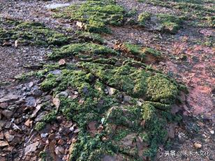 南方的孩儿爱上北方的海