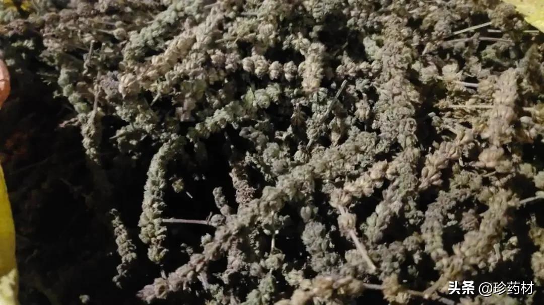 中药材市场快讯：鸡冠花、郁金、生地黄、八角茴香、荆芥穗等