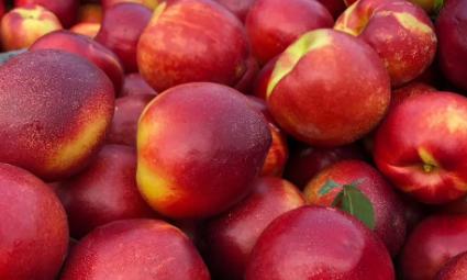 夏天吃什么水果解暑又解馋,炎热夏天吃哪些水果好吃