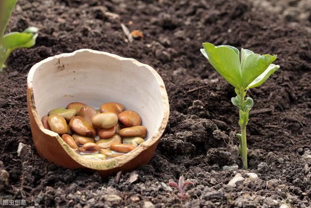 大棚蔬菜种植秋葵,黄秋葵大面积种植怎么育苗
