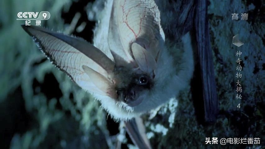 蝙蝠为什么是背锅侠,蝙蝠真实纪录片