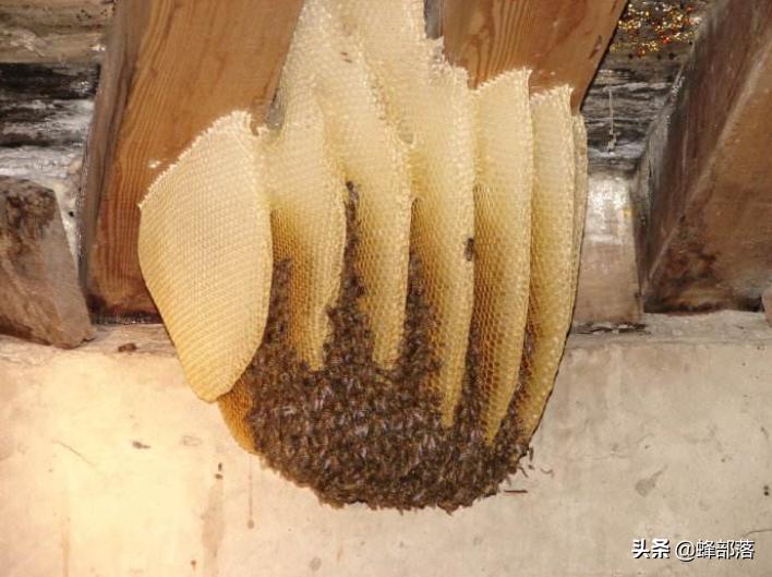神奇昆虫，蜜蜂造出最省材料”房子“，它比祖冲之更早算出圆周率