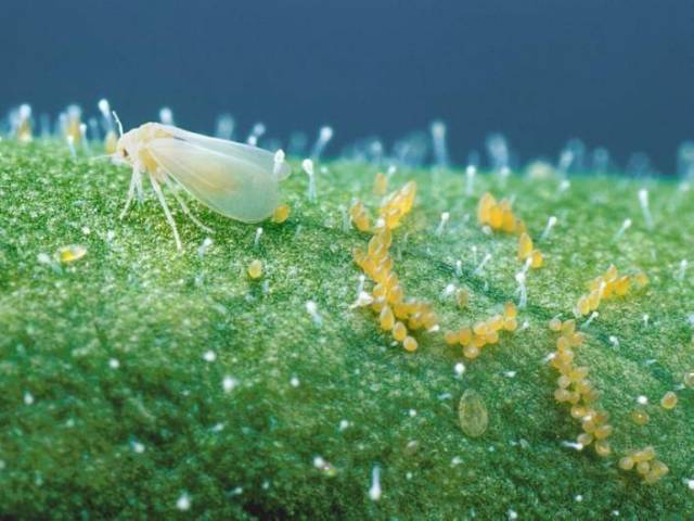 雾霾天气如何防治蔬菜病害,蔬菜低温病害及预防