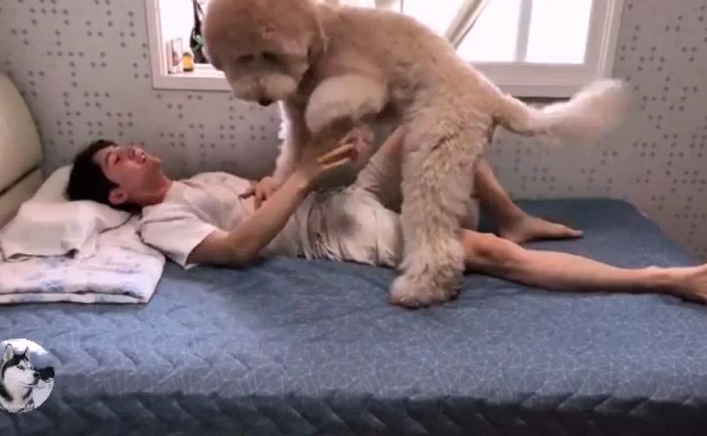 泰迪到几岁不闹腾了呢,泰迪只能长到五六斤吗