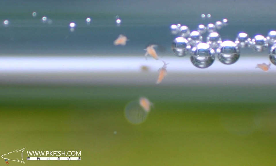 中国斗鱼繁殖直播教程视频,繁殖中国斗鱼要多大的鱼缸