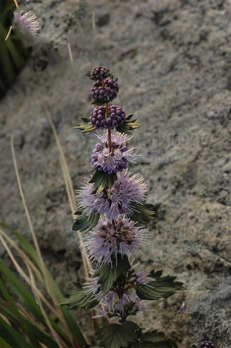 兰香草，见过吗？内治呼吸道感染，支气管炎；外治湿疹，皮肤瘙痒