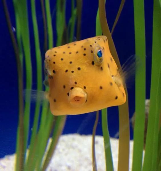 神秘的顶级海底照片难得一见,罕见海底美人照片