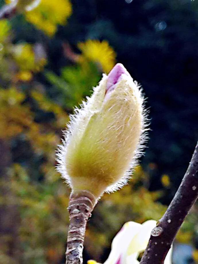 望春玉兰花盛开,造型望春玉兰