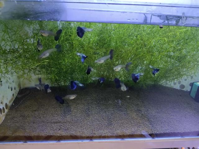 一位鱼友对饲养观赏鱼历程的总结,杂谈饲养观赏鱼的日常管理