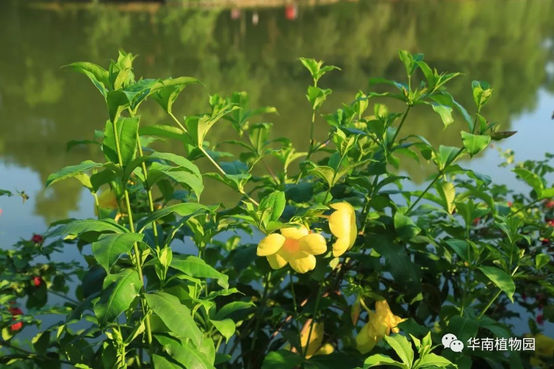 秋日识花：可爱紫红爱明黄