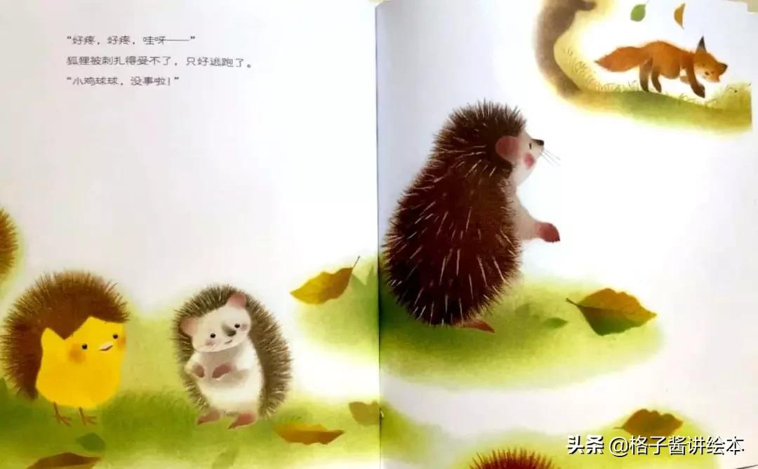 绘本推荐小鸡球球,小鸡球球和小刺猬绘本讲解