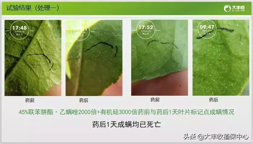 红蜘蛛锈壁虱大爆发该怎么用药,对红蜘蛛和锈壁虱有用的杀螨剂